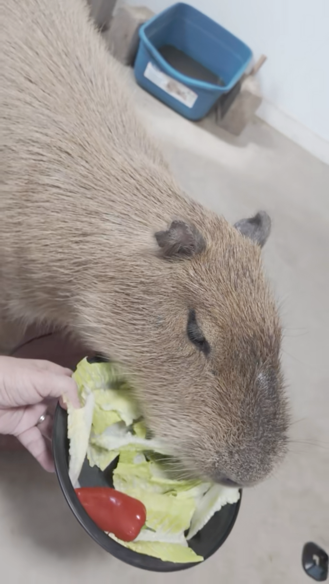 Afternoon with Capybaras — Medina, OH, USA